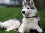 Alaskan Malamute lying on the grass