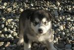 Alaskan Malamute on the shingle