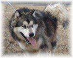 Alaskan Malamute on a walk