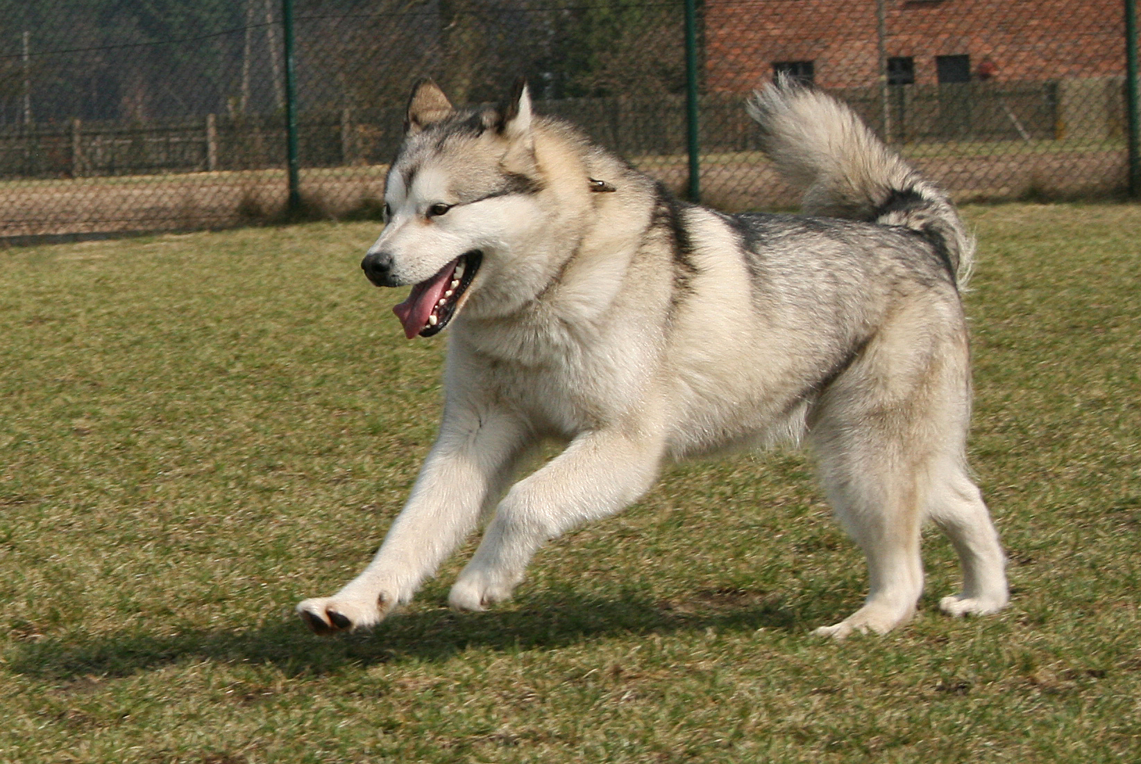 grey and white alaskan malamute