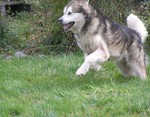 Nice Alaskan Malamute puppy Cooper