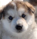 Alaskan Malamute puppy looking at yoy