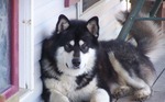 Alaskan Malamute resting