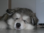 Alaskan Malamute sleeping