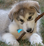 Alaskan Malamute with a stick