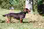 Alpine Dachsbracke in the forest