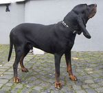 Alpine Dachsbracke Harley