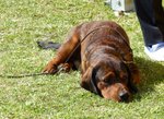 Alpine Dachsbracke lying on the grass