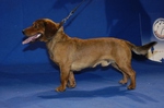 Alpine Dachsbracke on the dog show