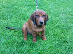 Alpine Dachsbracke puppy on the grass