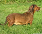 Alpine Dachsbracke Zoe