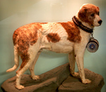 Alpine Spaniel dog and his medal