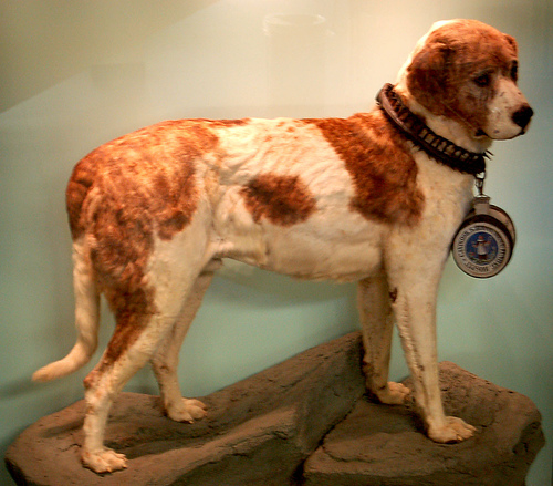 Alpine Spaniel dog and his medal wallpaper