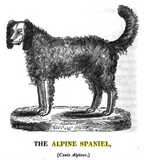 Alpine Spaniel wallpaper