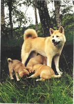 American Akita and puppies in the wood