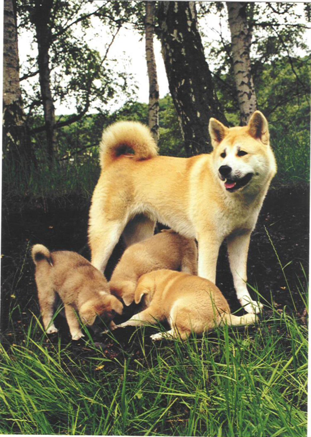 American Akita and puppies in the wood wallpaper