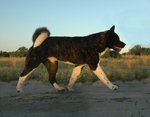 American Akita Cooper walking