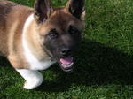 American Akita dog on the grass