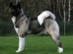 American Akita in the rack