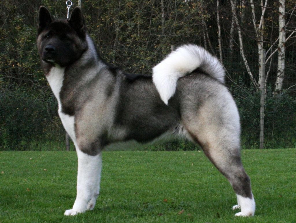 all white american akita