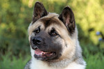 American Akita Jack