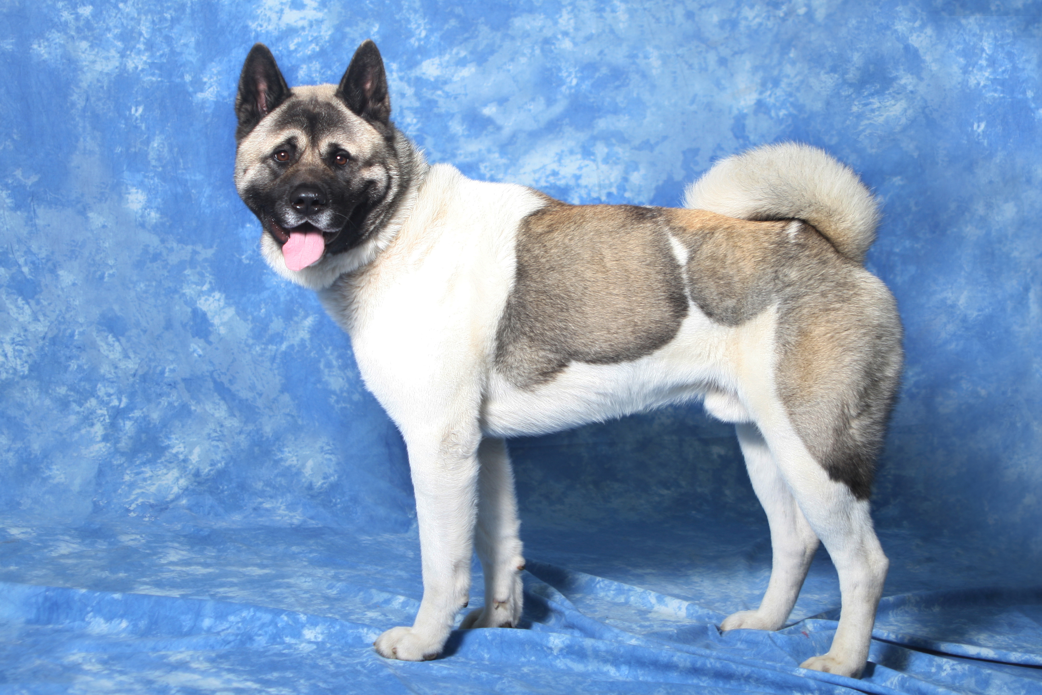 American Akita on a blue background wallpaper