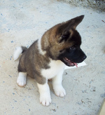 American Akita on the sand