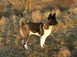 American Akita on the walk in the forest