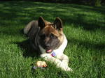 American Akita resting on the grass