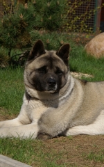 American Akita resting