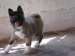 American Akita Romeo