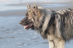 American Alsatian against the sea