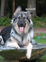 American Alsatian dog