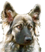 American Alsatian face