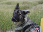 American Alsatian in the field