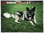Американская эльзасская собака на стадионе