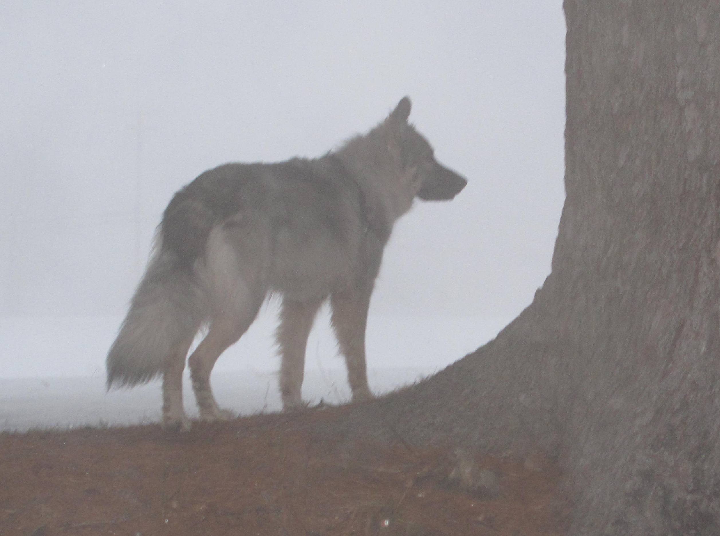 Американская эльзасская собака в тумане фото