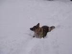 American Alsatian in the snow