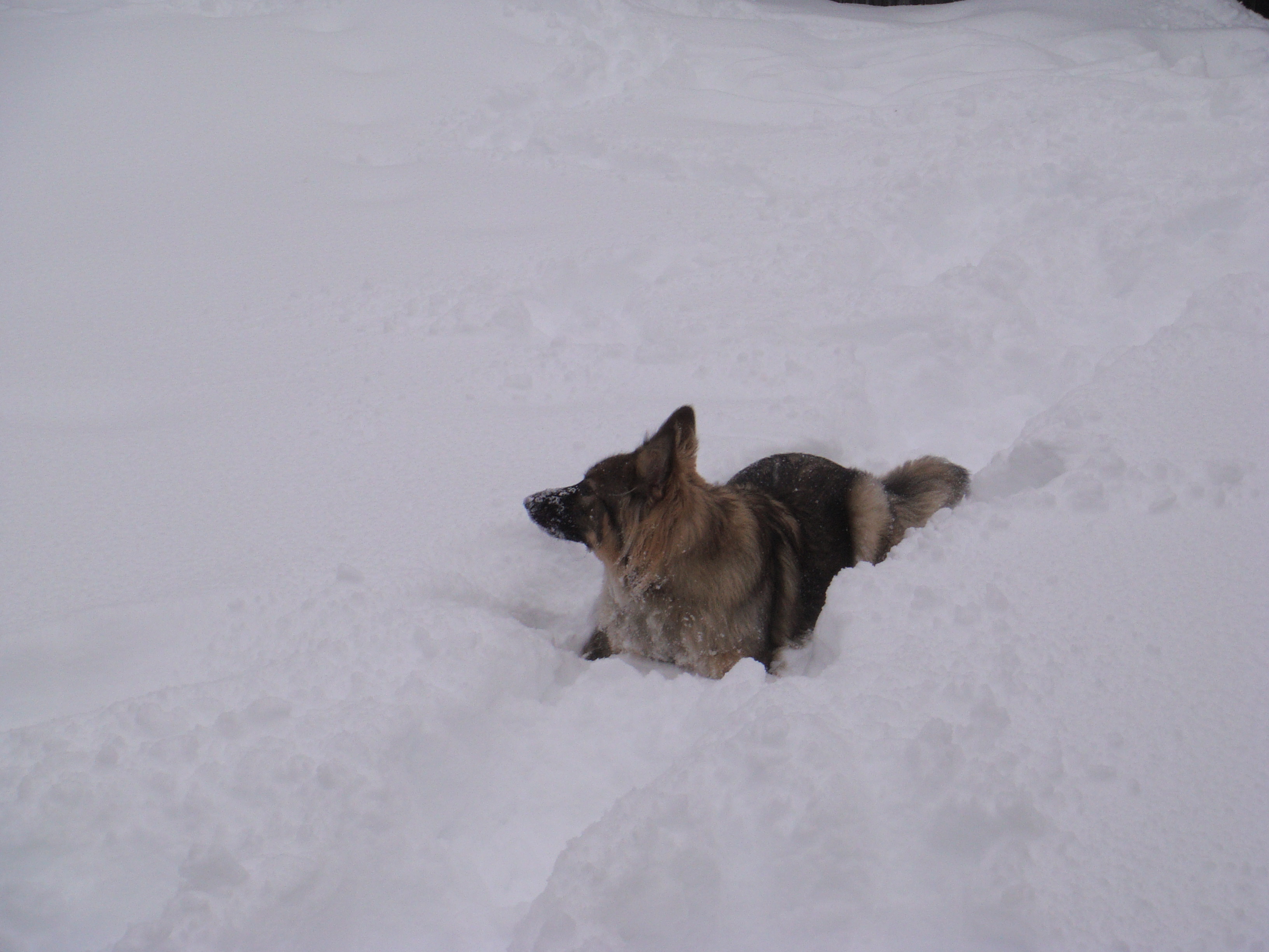 Американская эльзасская собака в снегу фото
