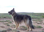 American Alsatian in the steppe