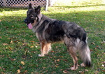 American Alsatian in the yard