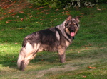 Американская эльзасская собака Лекси
