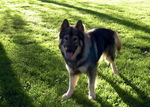 American Alsatian dog looking at you