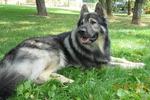 American Alsatian on the grass