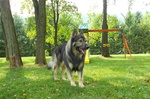 American Alsatian on the playground