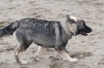 Американская эльзасская собака на песке