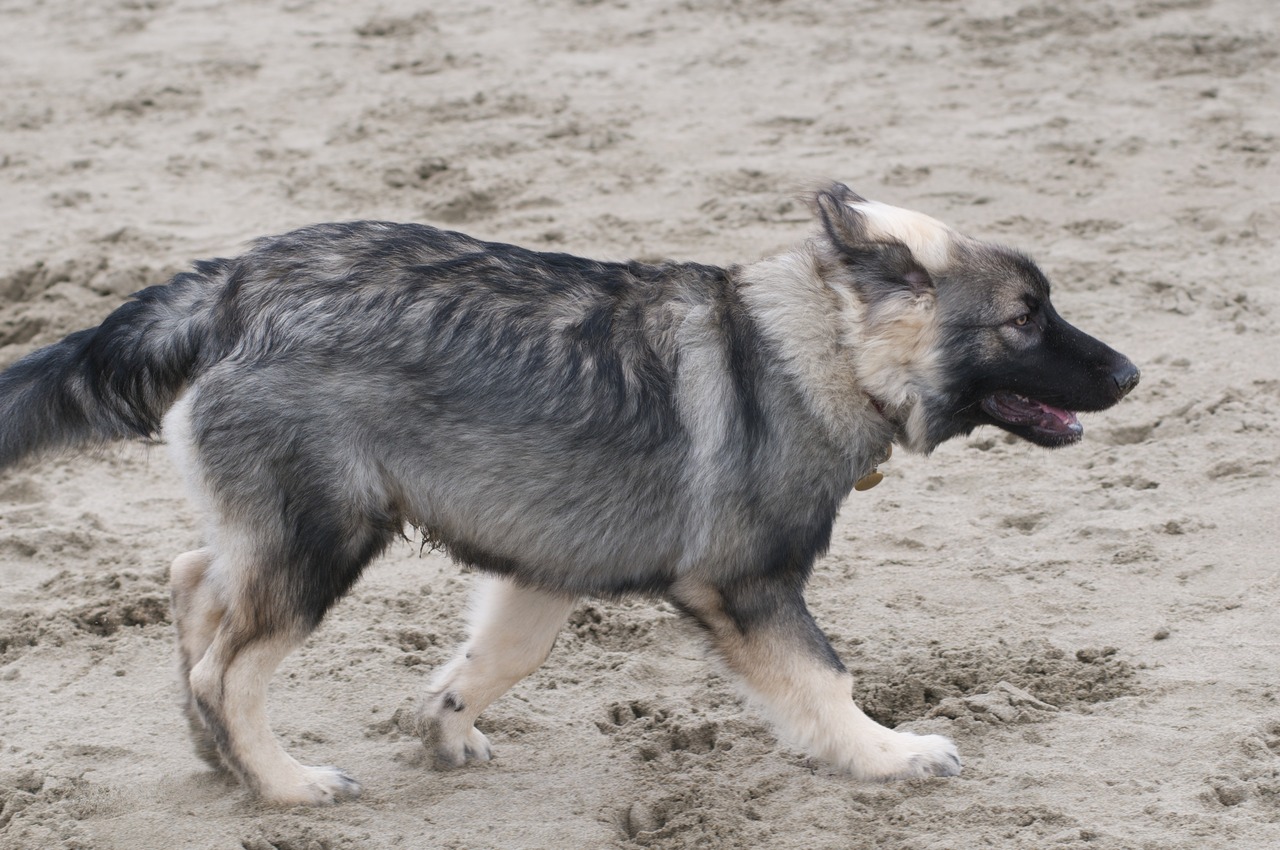 Американская эльзасская собака на песке фото
