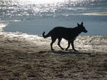 American Alsatian on the seaside