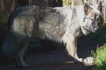 American Alsatian Oscar