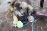 American Alsatian puppy with a toy